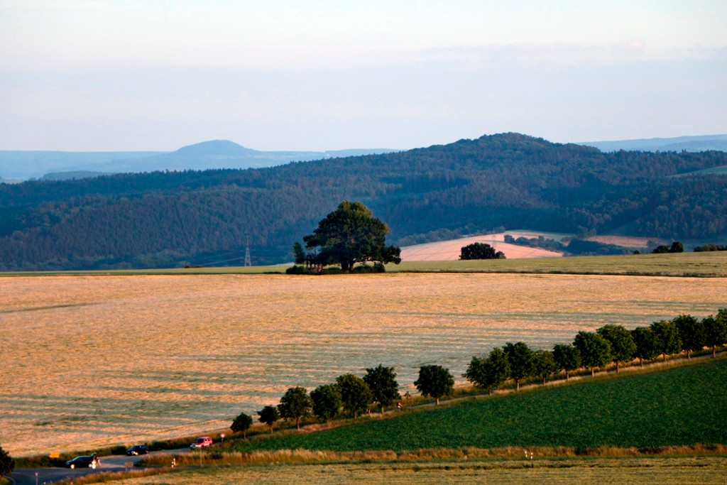 Vor uns die historische, 17,3 m hohe Babisnauer Pappel (Schwarz Pappel, 330 m ü.d.M.) wurde 1808 als Grenzbaum gepflanzt, im Hintergrund die Bergen des Osterzgebirges