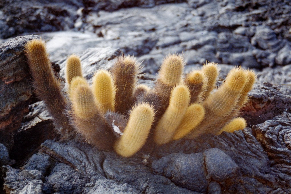 Ein prächtiger Lavakaktus (Brachycereus nesioticus) auf Isla Bartlomé, er wächst als einzige Pflanze auf unfruchtbaren jungen Lavaflächen