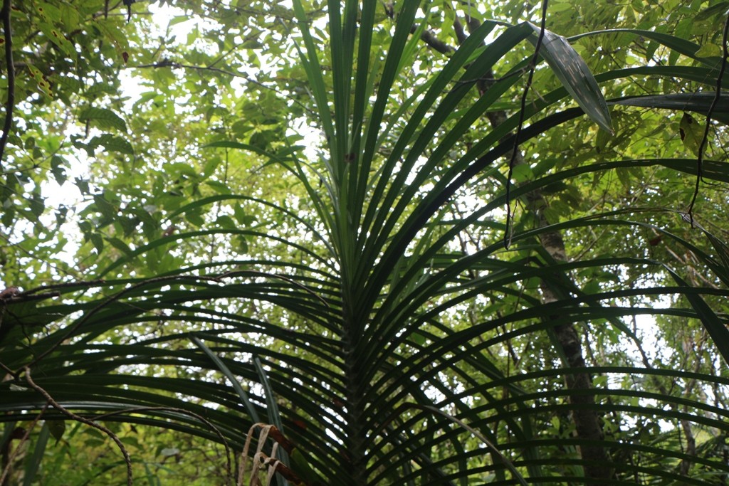 Ringsherum der dichte, tropische Regenwald