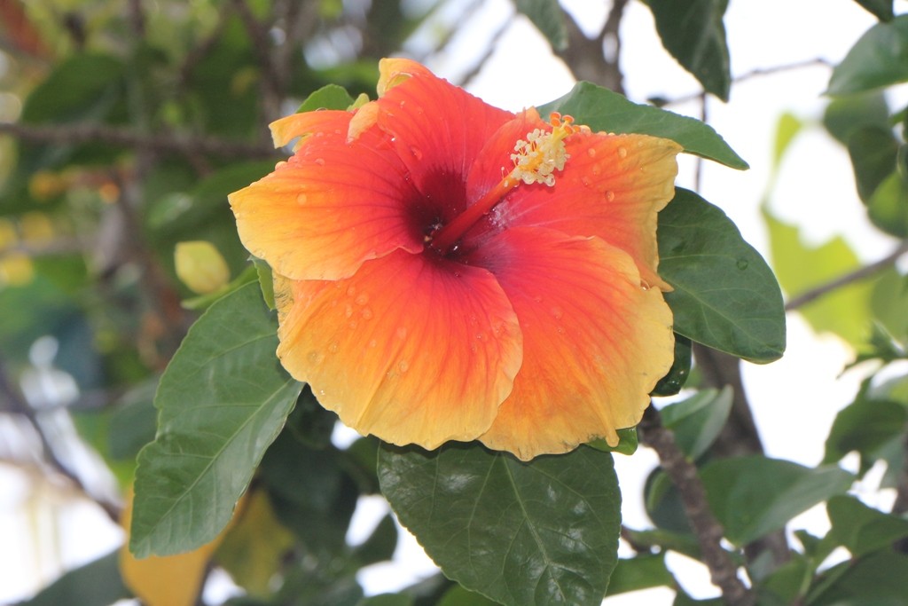 Das ist eine Hibiskusblüte, denke ich!