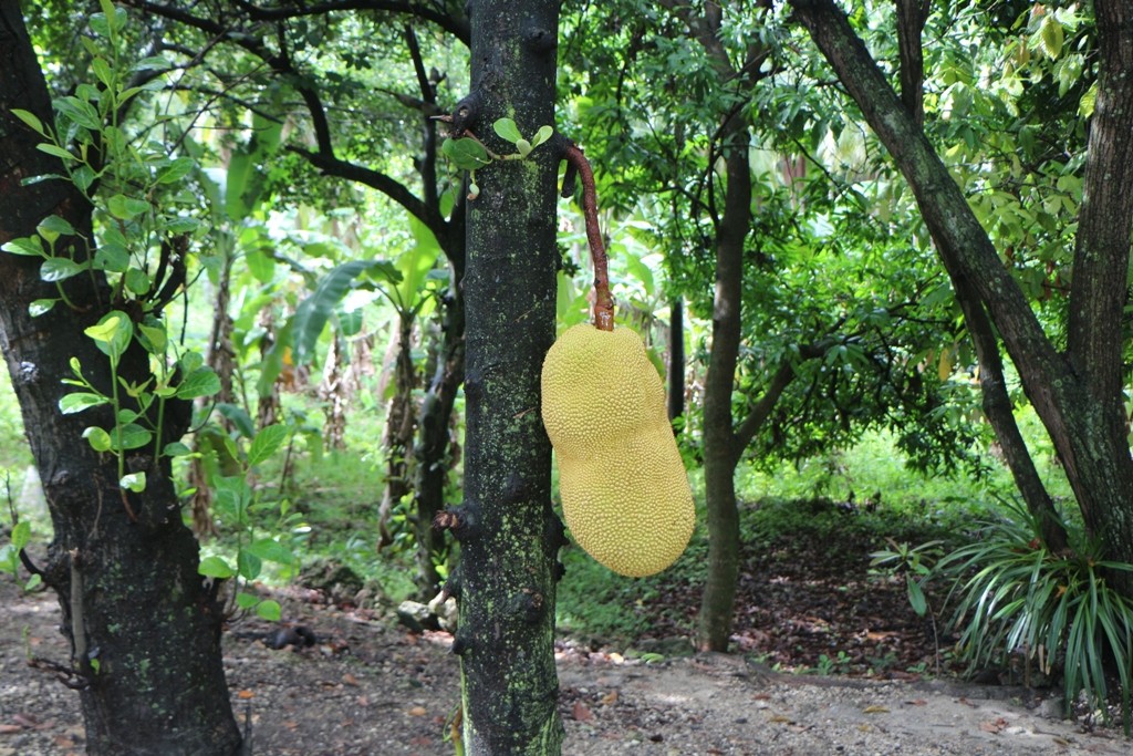 Jackfruit (auch Jacobsfrucht) am Baum, habe keine gute Erinnerung vom gewöhnungsbedürftigen Geschmack!
