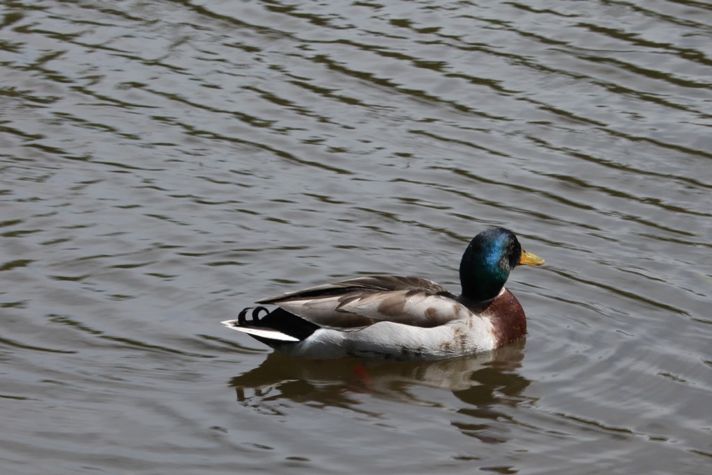 Die Stockente ist das Tier welchem man im Wörlitzer Park am häufigsten begegnet!