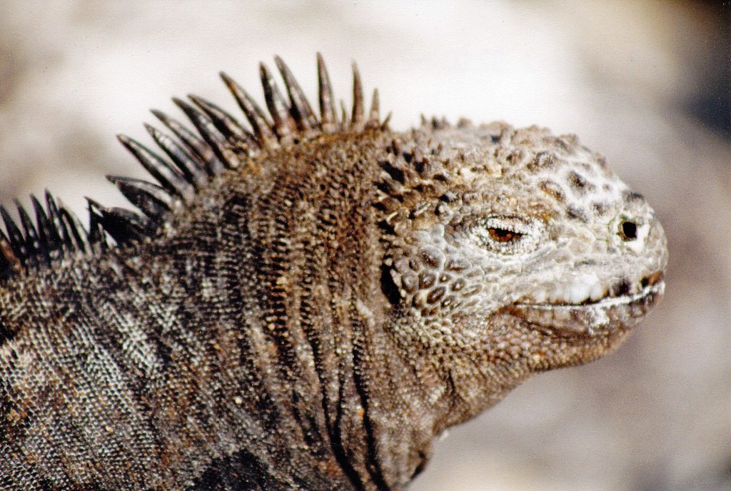 Der Drusenkopf oder auf Lateinisch Conolophus subcristatus fühlt sich hier sichtlich wohl