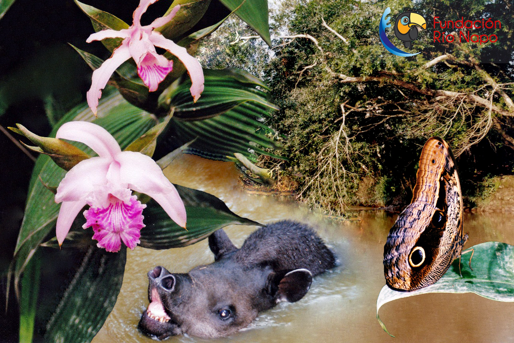 Orchidee Sobralia, südamerikanischer Tapir, Bananenfalter