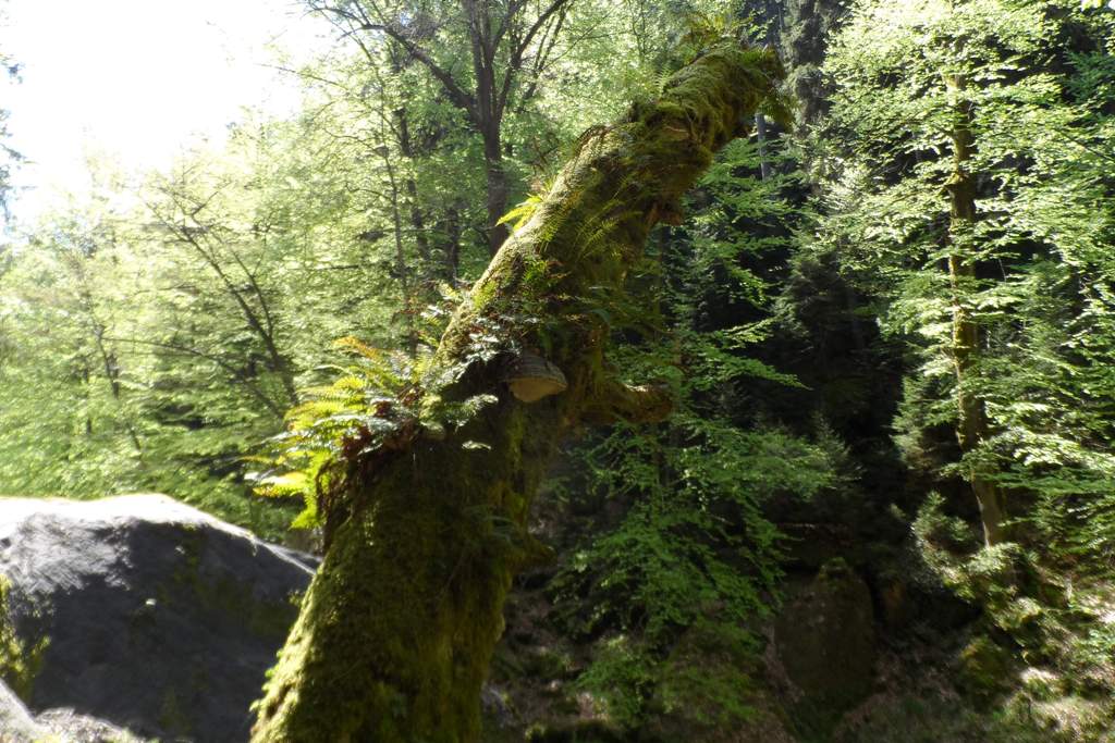 ...die Natur in unverfälschtem Antlitz
