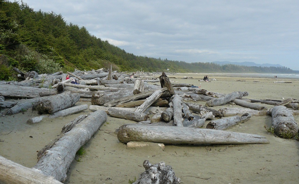 Driftwood in Massen am Strand der Cox Bay