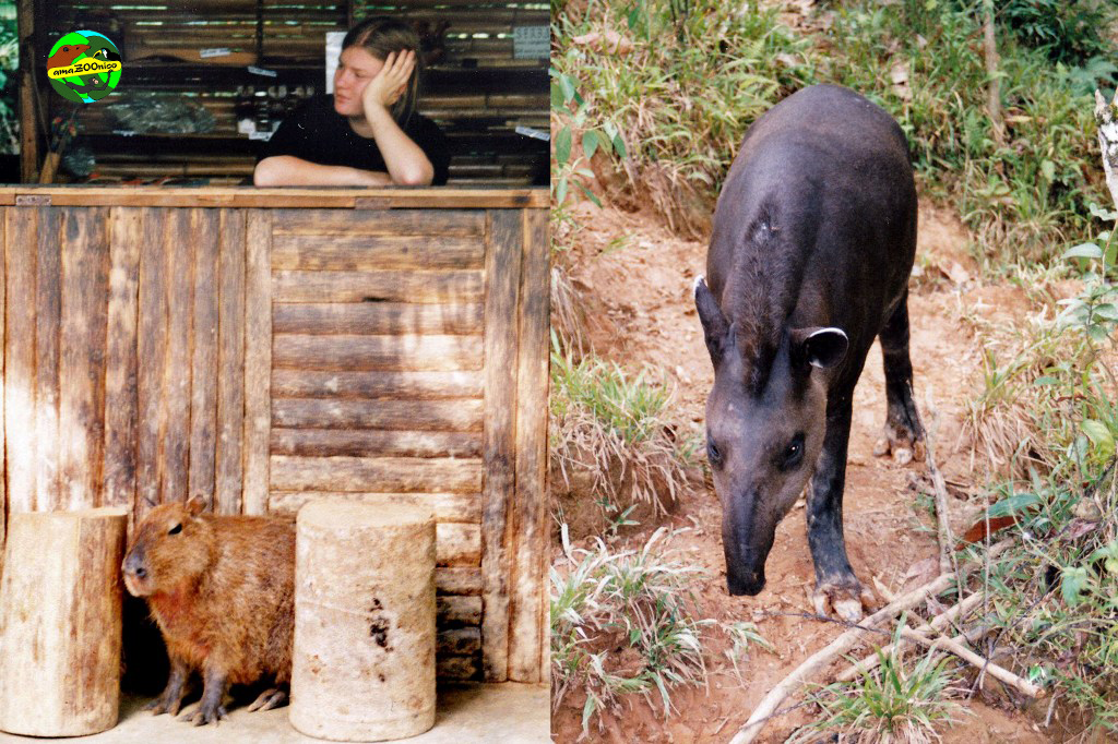Wasserschwein und Andentapir