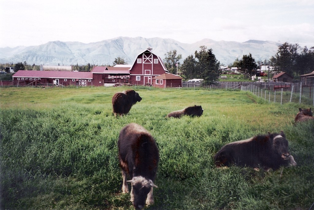 Die Musk Ox Farm (arktische Moschus Ochsen sind die älteste noch lebende Art) von Palmer (Alaska), sie sind Zeitgenosse des Mammut und Säbelzahntigers