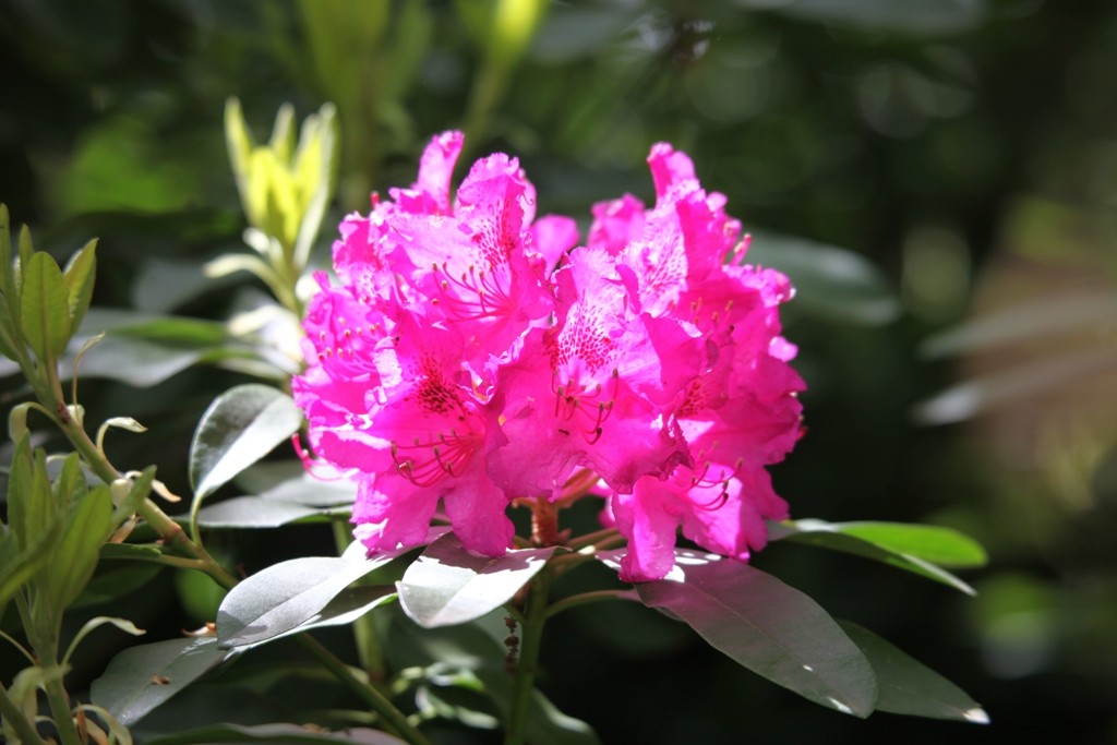 Rhododendron überall und in schönster Blütenpracht
