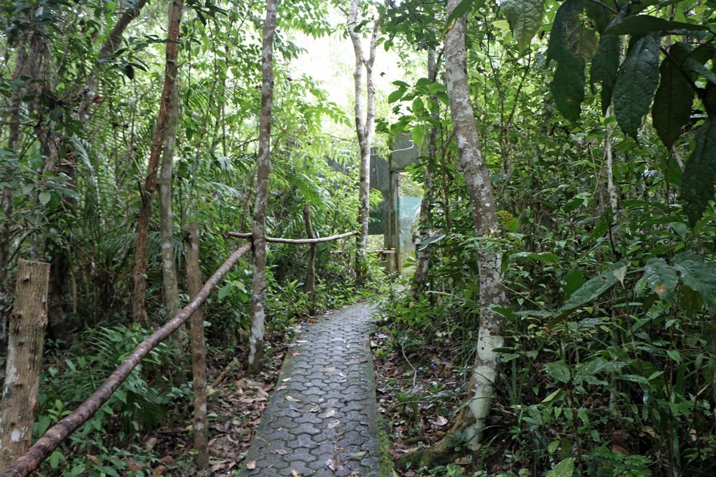 Der Weg zu den Reservationen, in welchen die Tarsier auf den Bäumen leben!