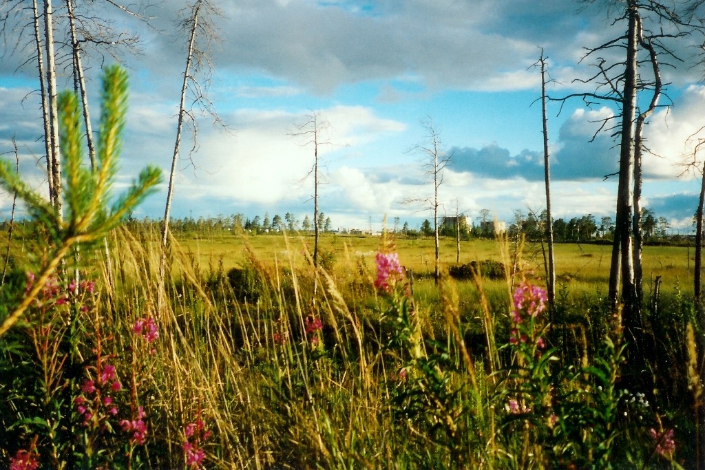 Das Schmalblättrige Weidenröschen oder auch Fireweed ist weltumspannend das Kennzeichen der nativen nördlichen Hemisphäre