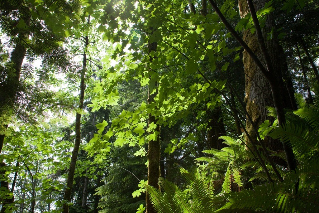 Regenwaldzone nahe Tofino, Vancouver Island