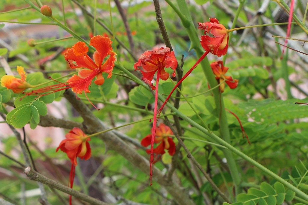 Exotische Flora rings umher!