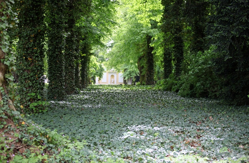 Typisch für den Wörlitzer Park, die weitläufigen Sichtachsen!