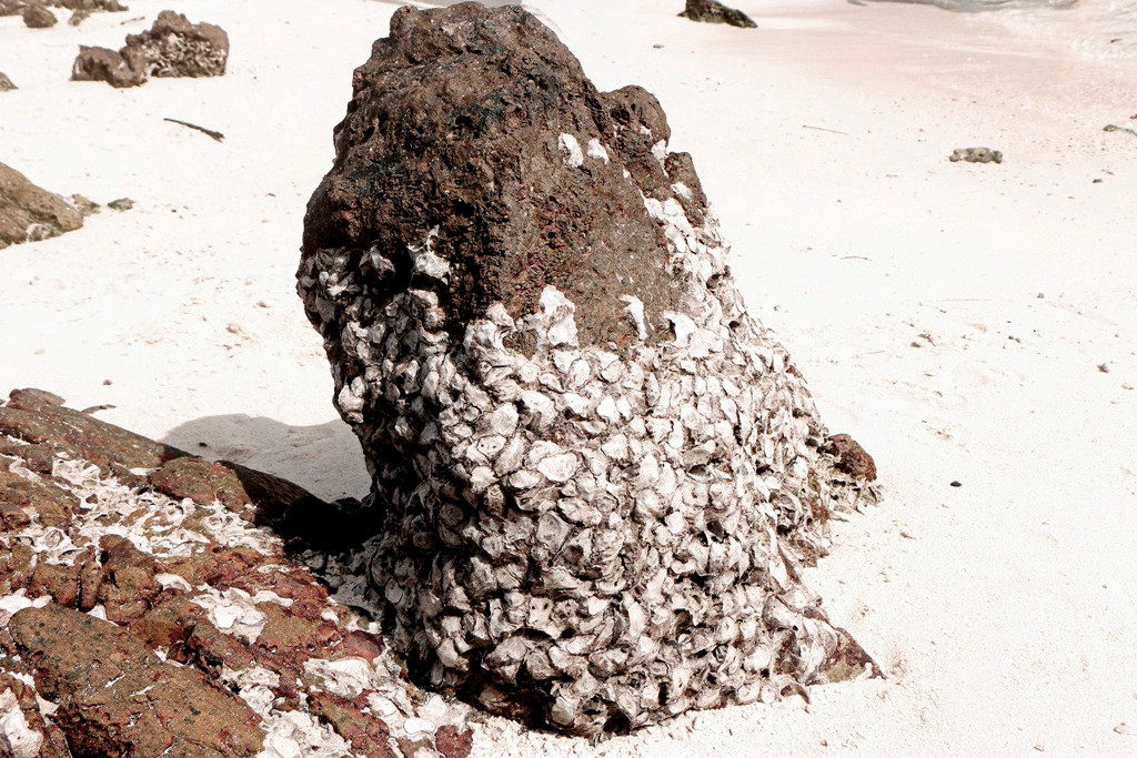 Fossile Hinterlassenschaften gibt es hier in Hülle und Fülle!