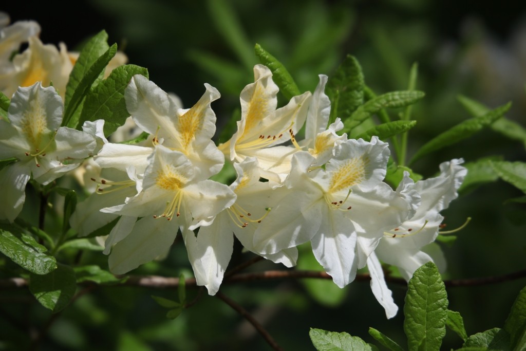 Im Wörlitzer Park sind vorrangig die Sorten der "Rhododendron catawbiense" angebaut,.... welche in verschiedenen Höhen und Farben zu finden sind.