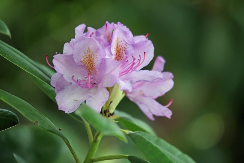 Der früh blühende Rhododendron