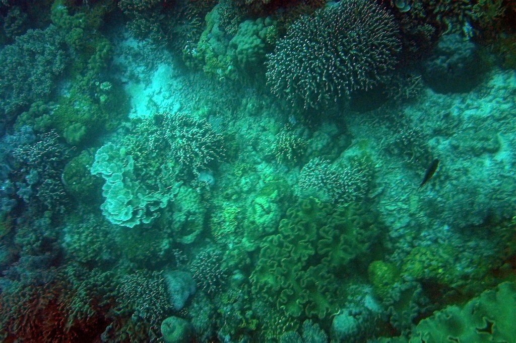 Impressionen der Unterwasserwelt vor Apo Island!