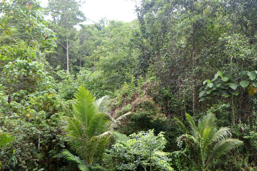 Hier ist der Tarsier zu Hause im tropischen Regenwald von Bohol