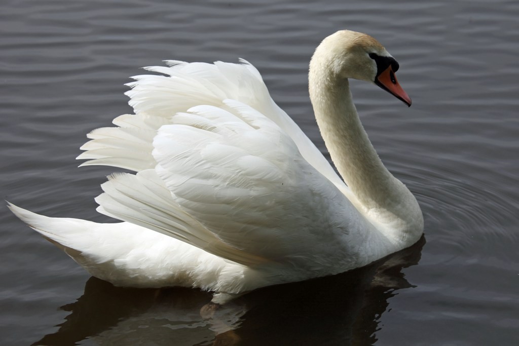 Der Höckerschwan (Cygnus olor) im Wörlitzer Park ist eines der meist fotografierten Tiere im Wörlitzer Park!