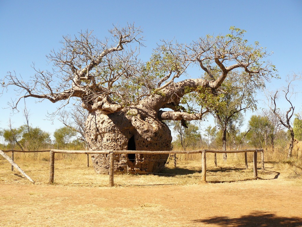 Der Prison Tree war einst Übergangsgefängnis für Aborigines, ein geschichtsträchtiger Baum.