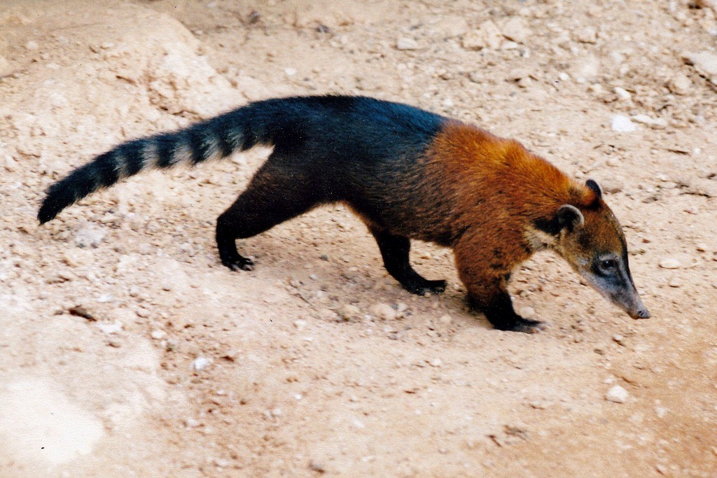 Der südamerikanische Nasenbär