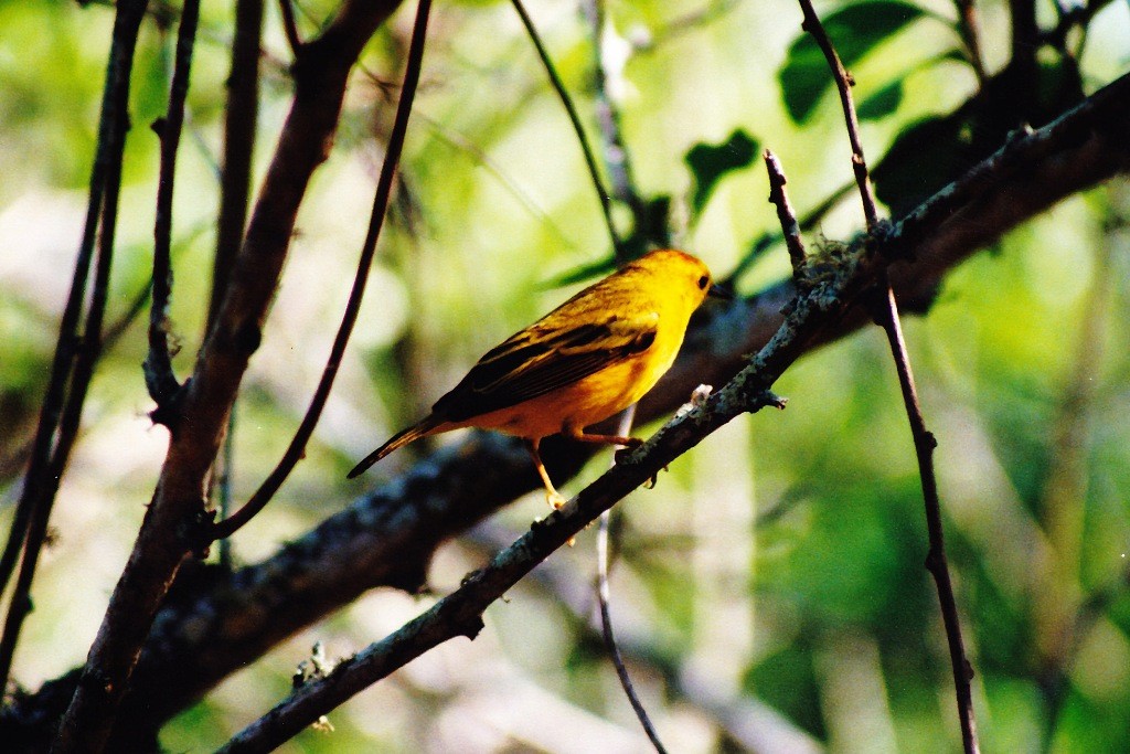 Ein Goldwaldsänger, ein männlicher Altvogel