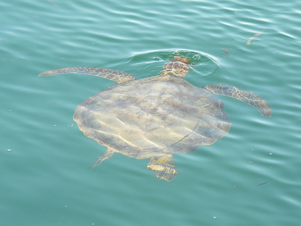 Ein enorm großes Exemplar einer Wasserschildkröte