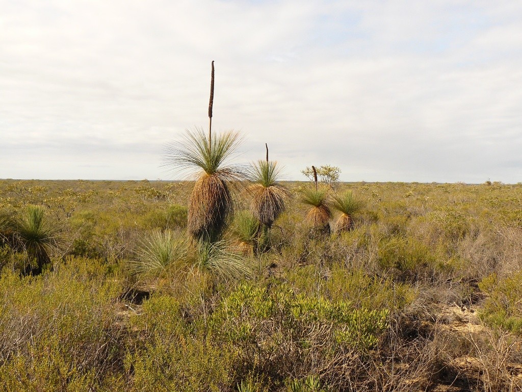 WA- Vegetation, hier die sehr langsam wachsenden Grasbäume (sie werden mehrere hundert Jahre alt und wachsen nur 1 - 2 cm pro Jahr) links und rechts von der Piste.