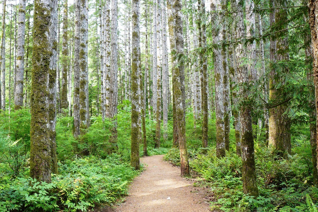 Boreale Wälder links und rechts des Pacific Rim HWY´s