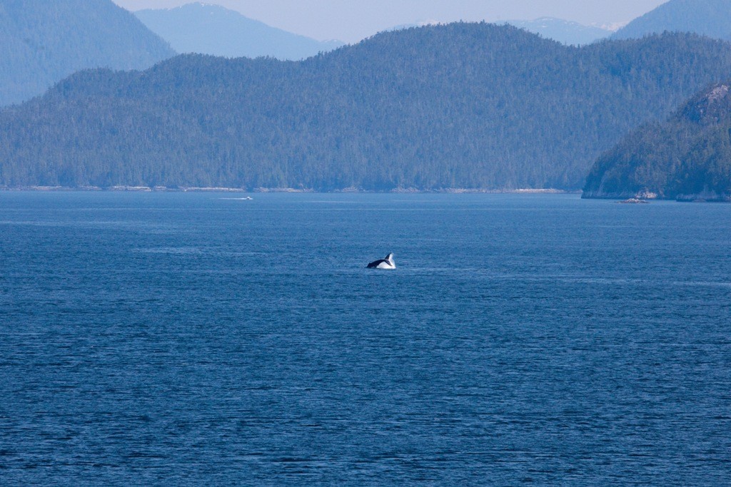 Der erste Schwertwal in der Hecate Strait