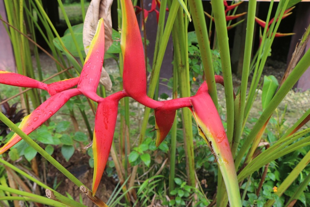 Wie überall in den tropischen Gefilden, so auch hier, tropische Flora!