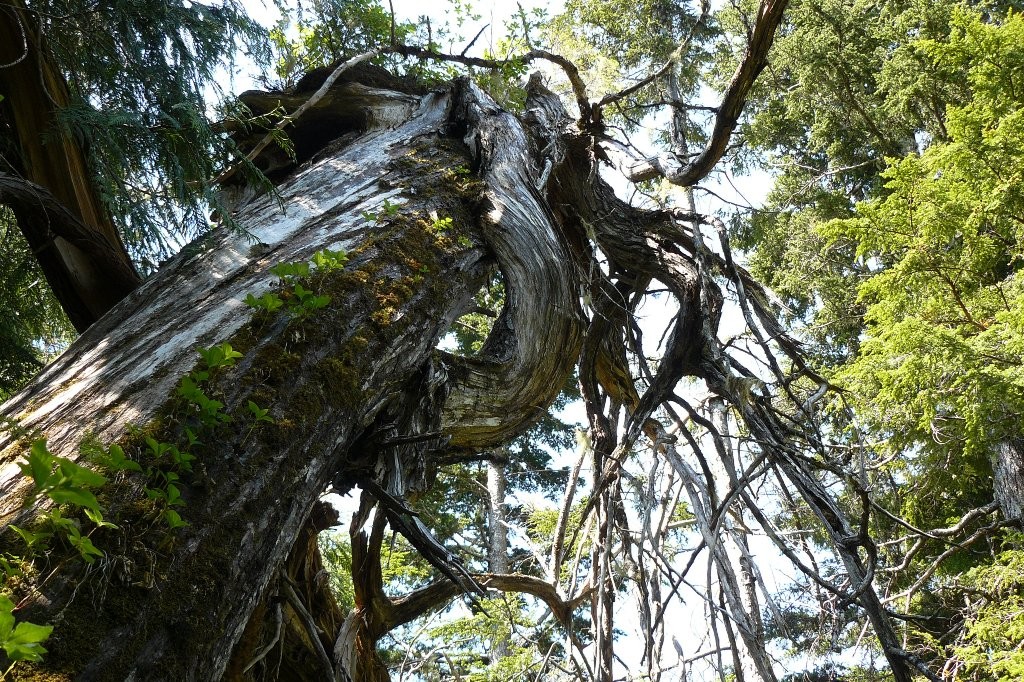 Impressionen vom borealen Waldbestand auf dem Mt. Hays