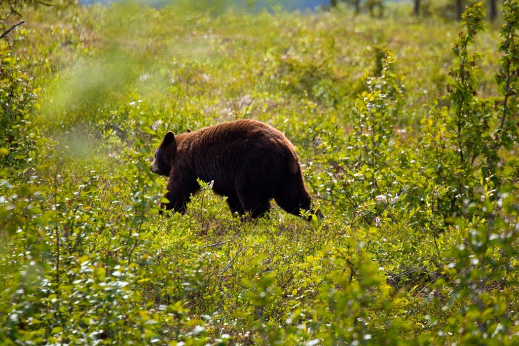 Unser erster junger Grizzlybär trollt sich ins "Unterholz"!