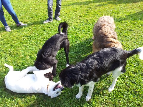 Vier junge Hunde verschiedener Rassen spielen auf einer Wiese, im Hintergrund sind Beine von zwei Personen zu sehen.