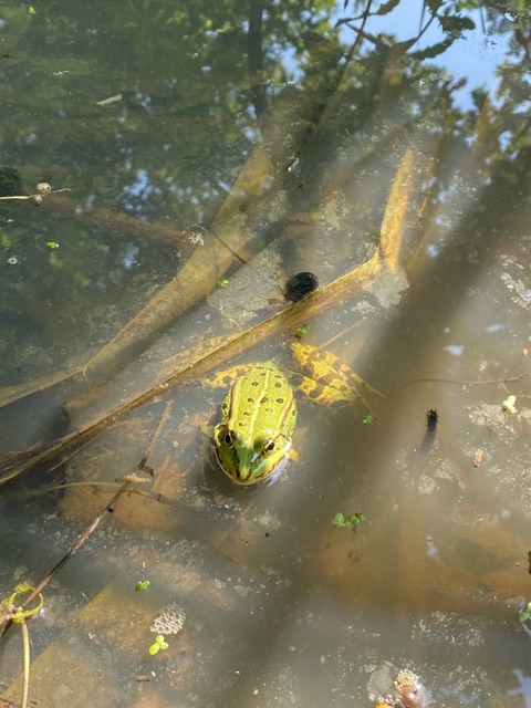 Das Wasser erforschen