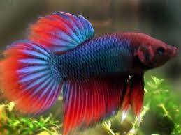 Pez betta