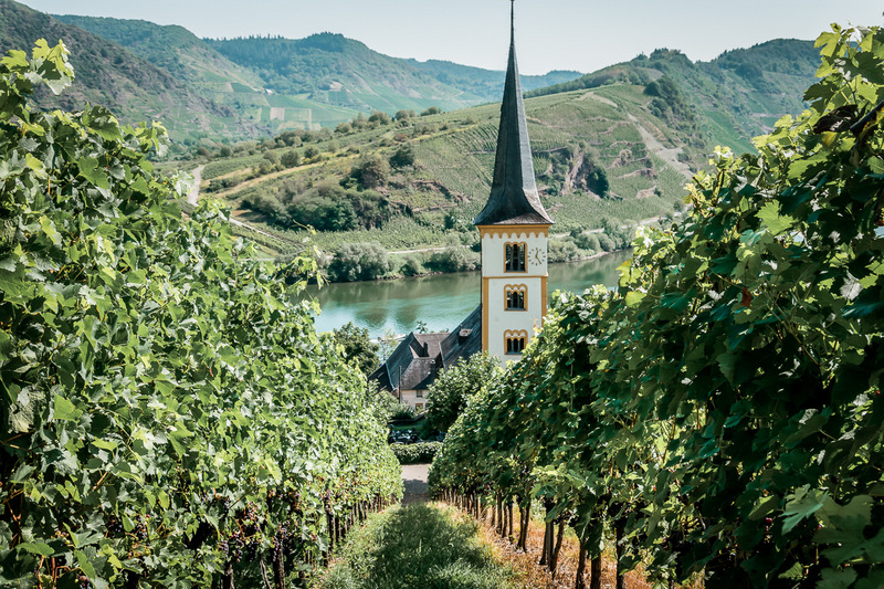 Bremm, Mosel, Weinreben, Aussicht auf die Mosel