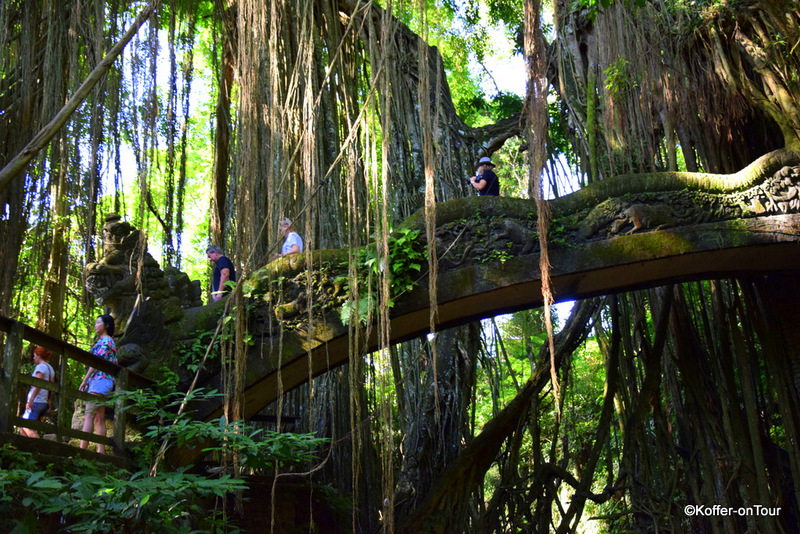 Monkey Forrest, Affenpark, Ubud, Bali, Affen