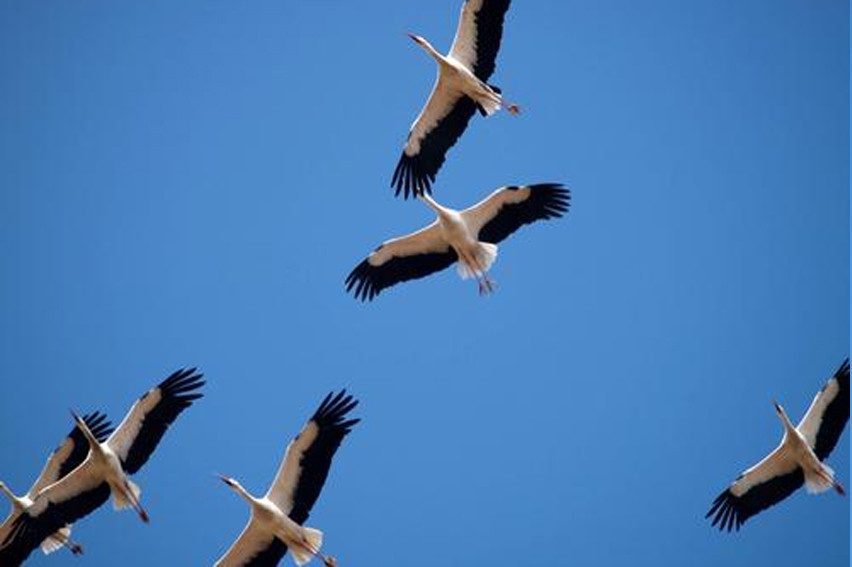 Le Vol Des Cigognes Résumé Complet Le vol des cigognes - Site de flying and travelling