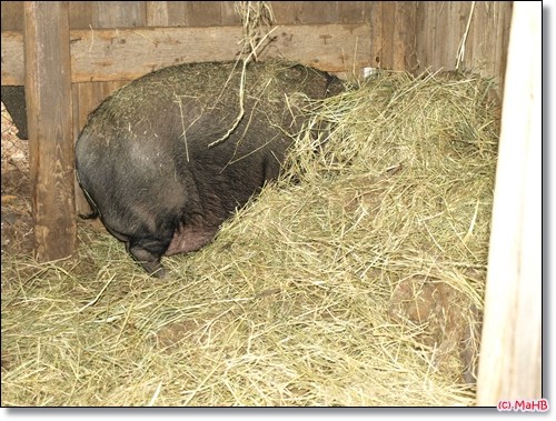 uiiiiiii ein Schwein, beim Betten machen.