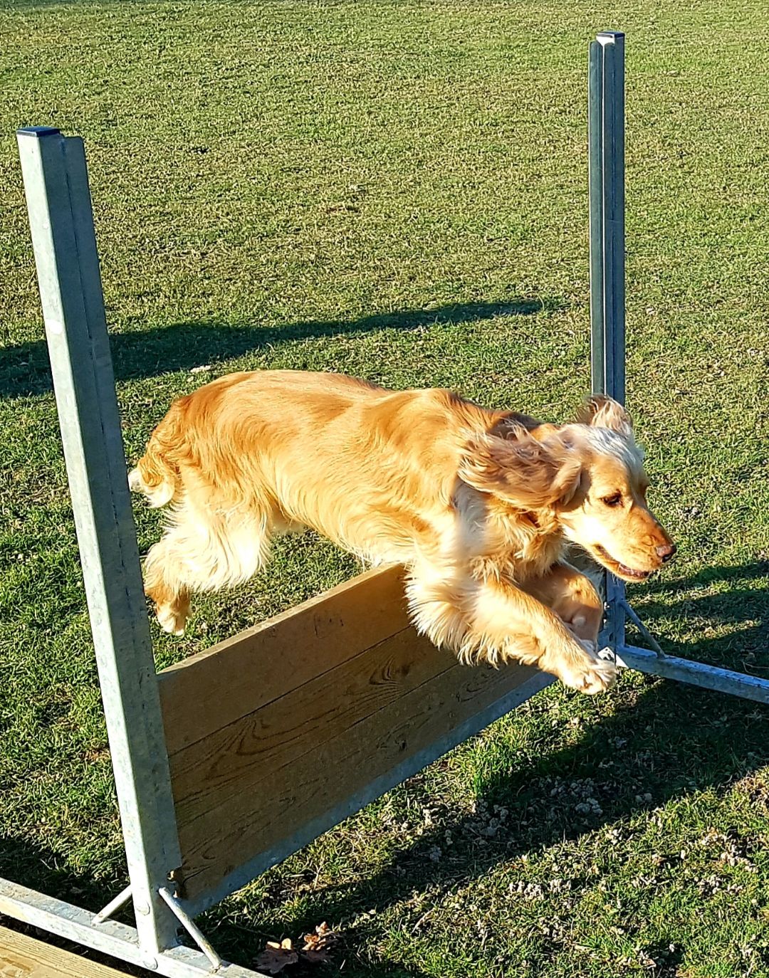 le saut