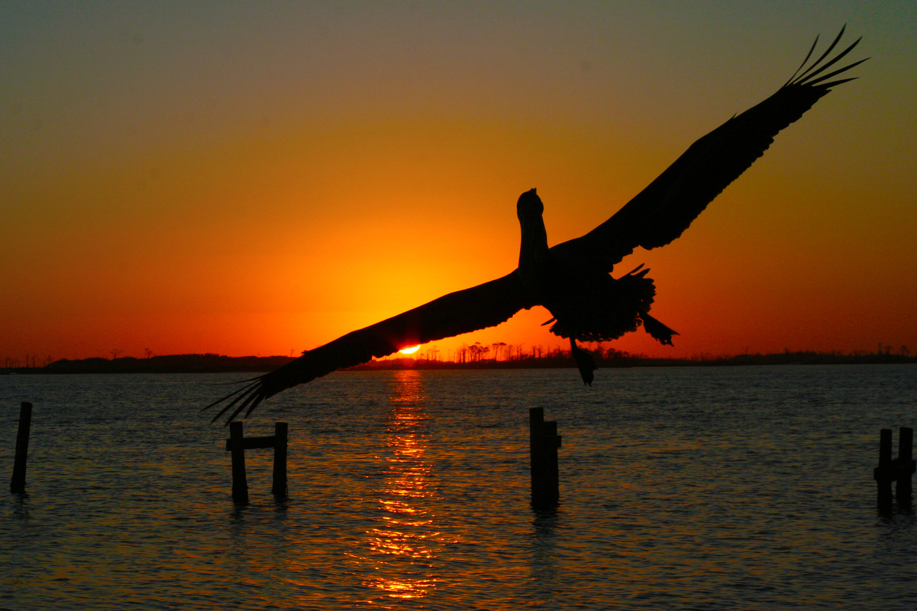 04_Pelikan (pelican) in Fort Walton Beach in Florida