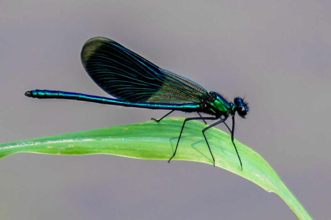 14_Libelle im Naturschutzgebiet Mönchbruch