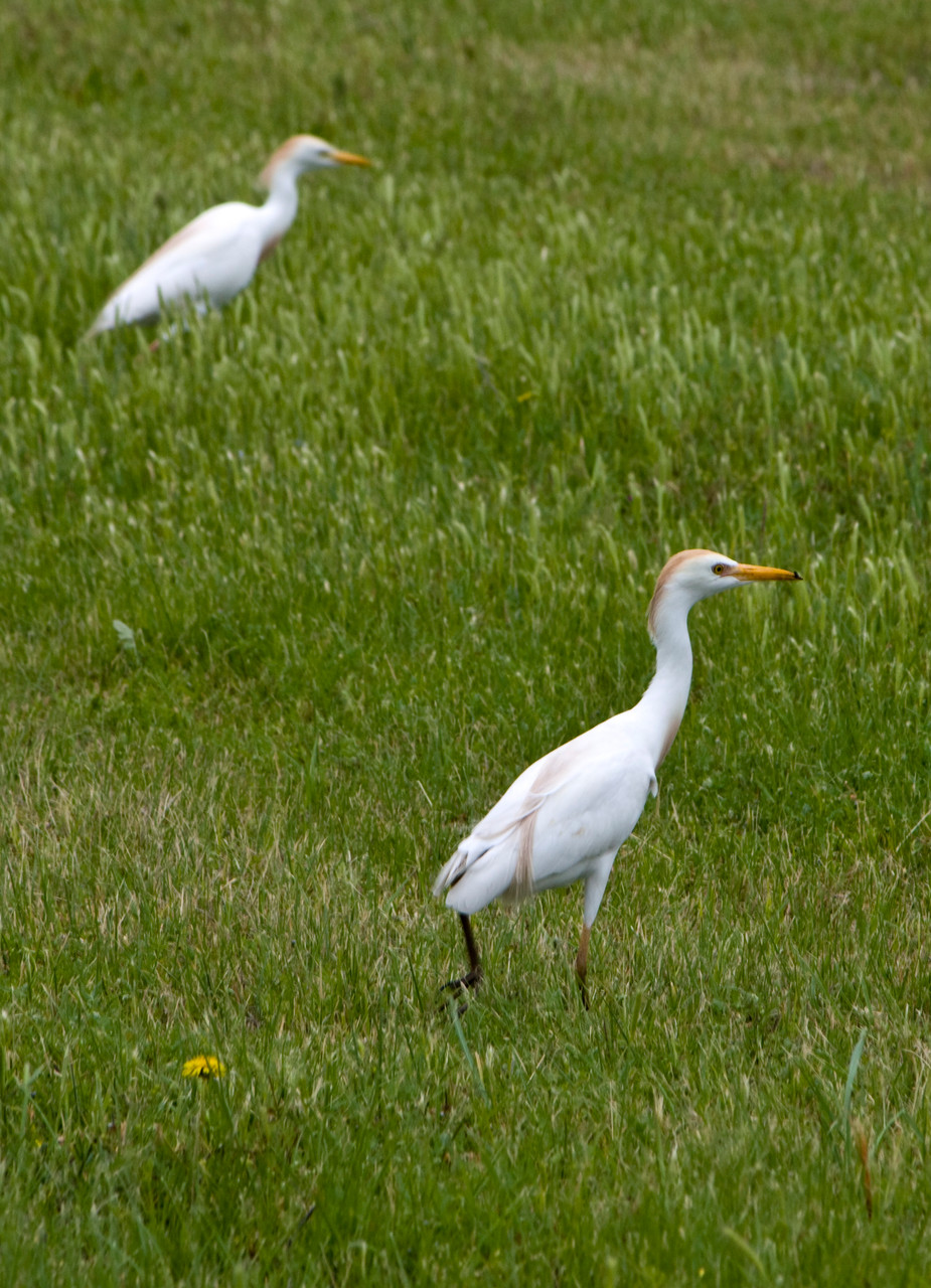 06_Silberreiher (egret) in Fort Walton Beach in Florida