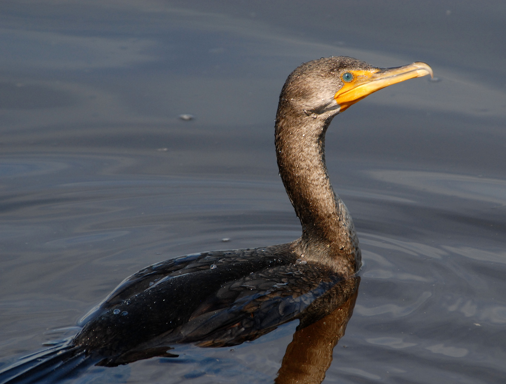 01_Kormoran (cormorant) in Fort Walton Beach in Florida