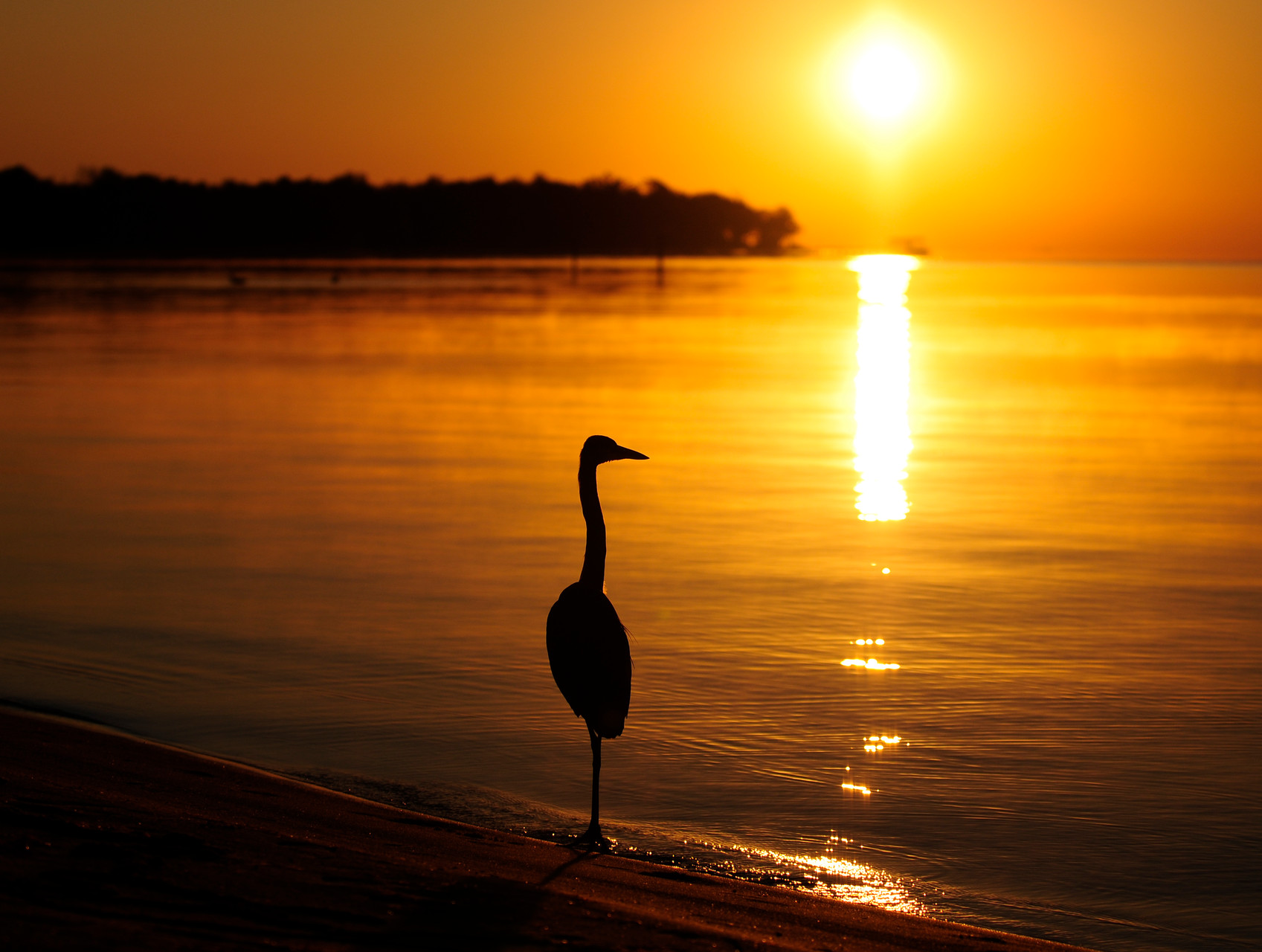 03_Graureiher (great blue heron) in Fort Walton Beach in Florida