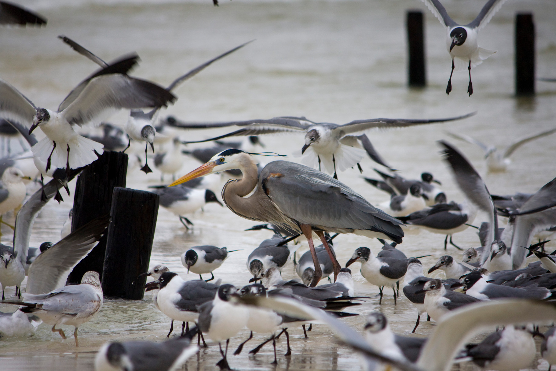 03_Möwen (gulls) umringen einen Graureiher (great blue heron) in Fort Walton Beach in Florida