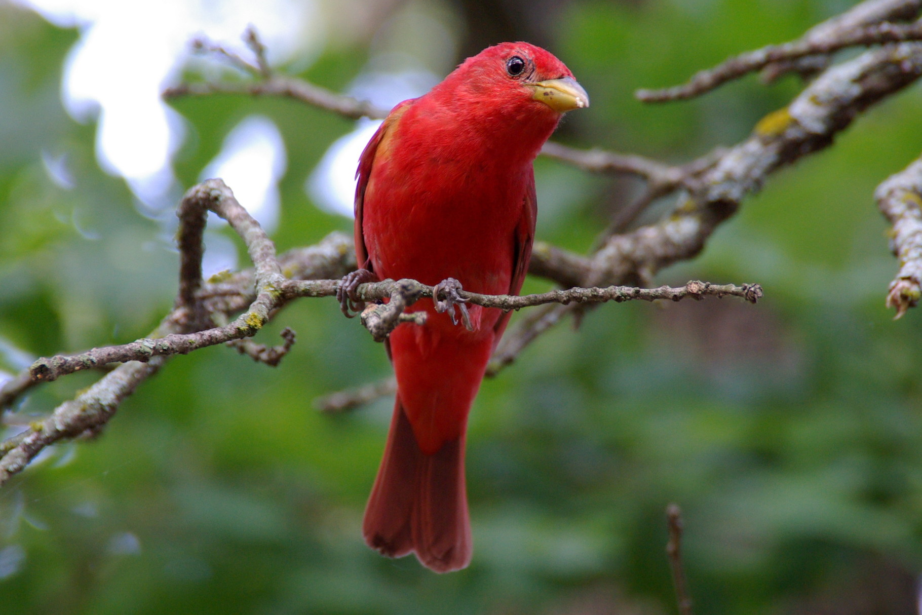 03_Summer Tanager in Wichita Mountain in Oklahoma