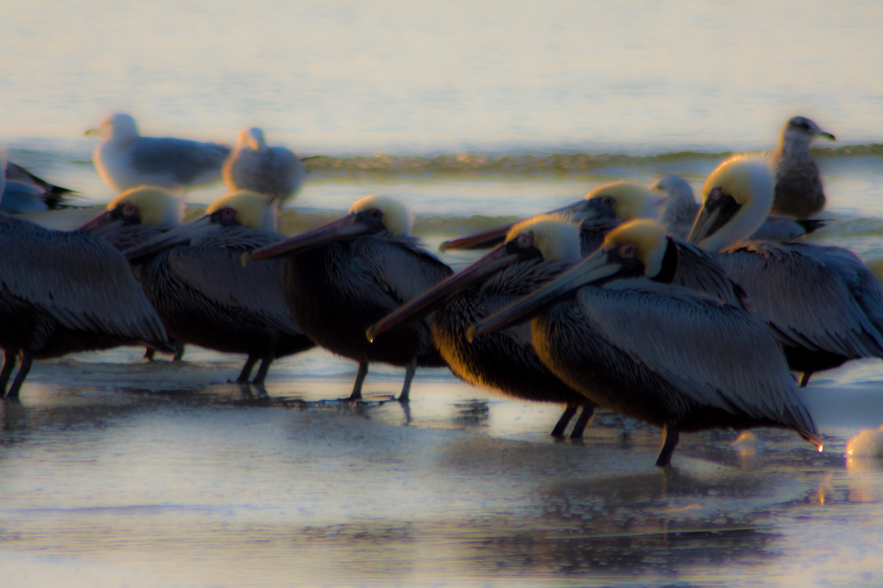 08_Pelikane (pelicans) in Fort Walton Beach in Florida